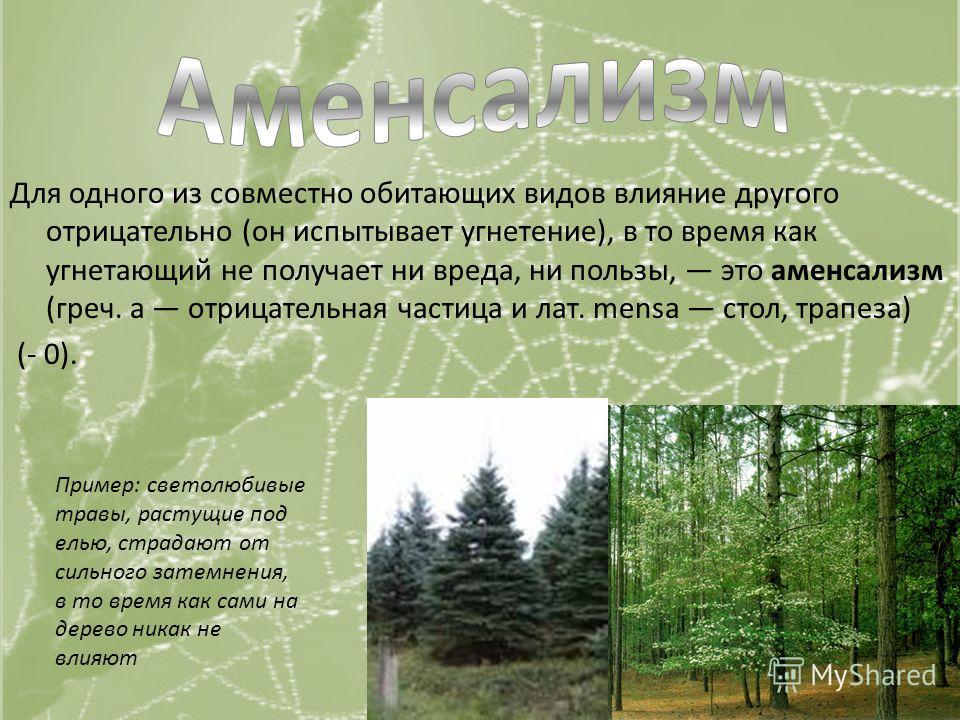 Аменсализм презентация по биологии