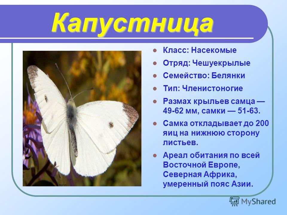 Разновидность Бабочек Фото И Их Разновидность Бабочек Фото И Их