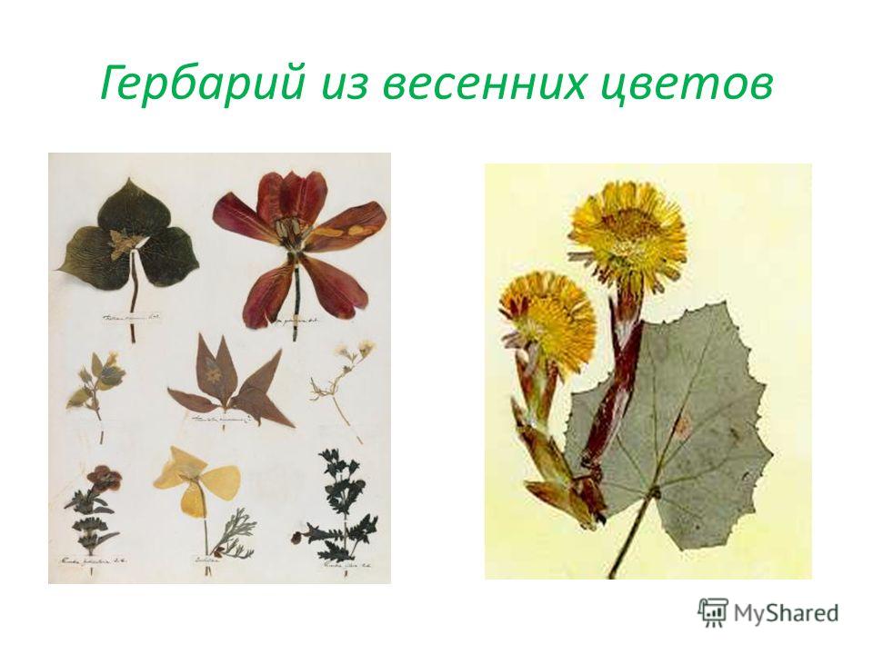 Гербарии цветы Гербарии цветы