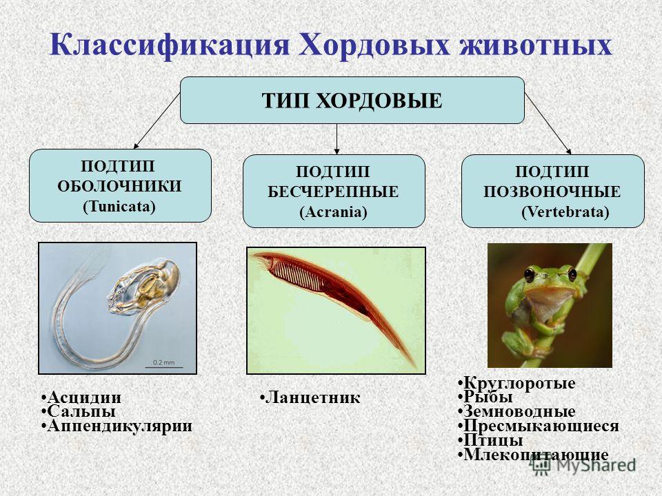 Доклад по биологии тип хордовые 6487