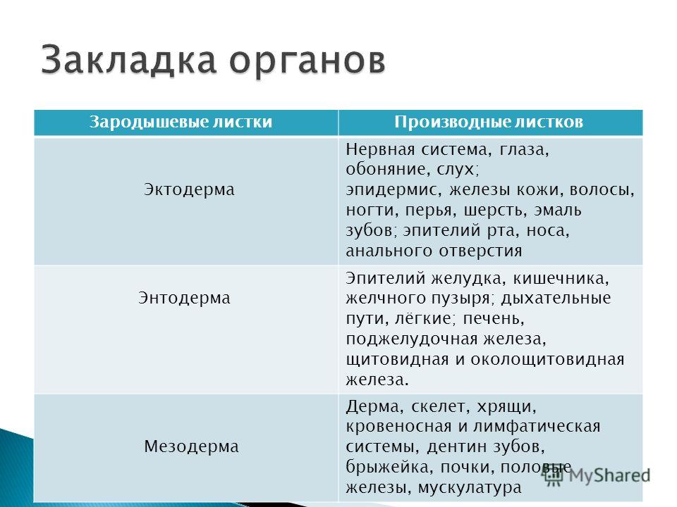 Презентация развитие зубов Презентация развитие зубов
