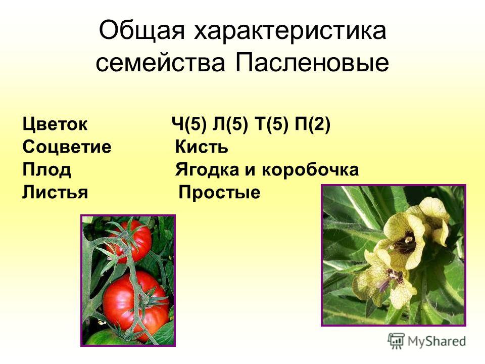 Диета Без Пасленовых