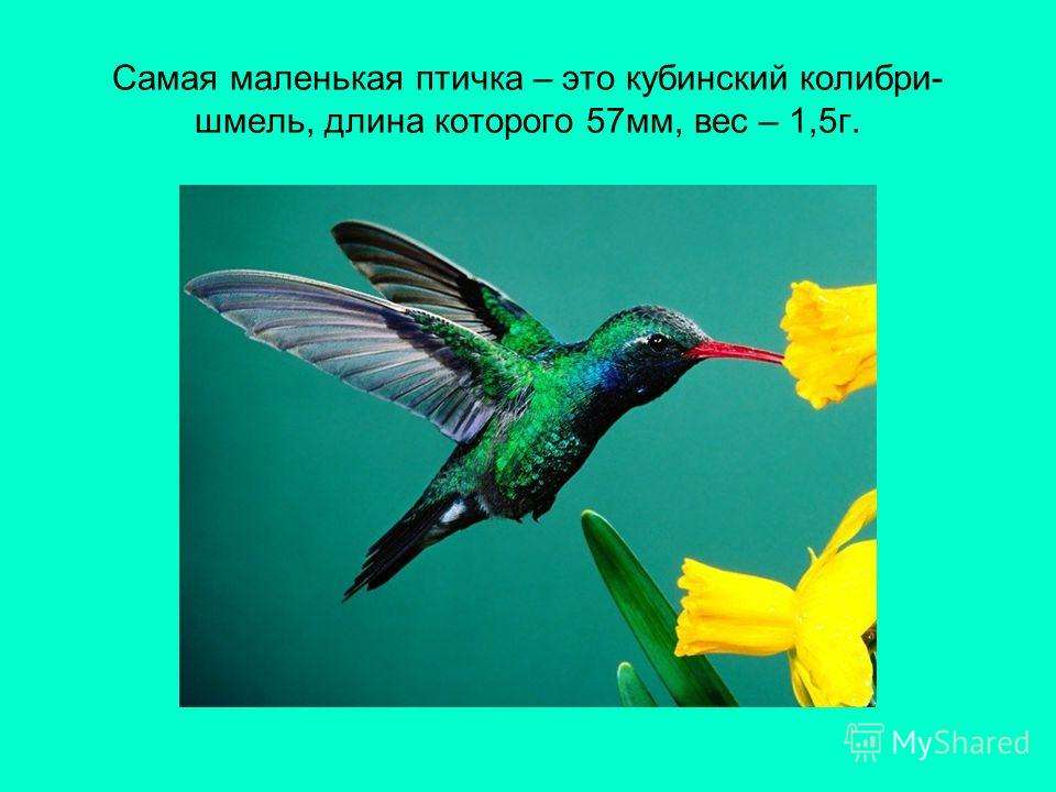 Удивительные Птицы Мира Презентация Бесплатно