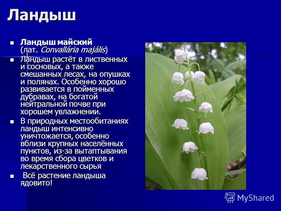 Признание в любви девушке когда она не любит Признание в любви девушке когда она не любит