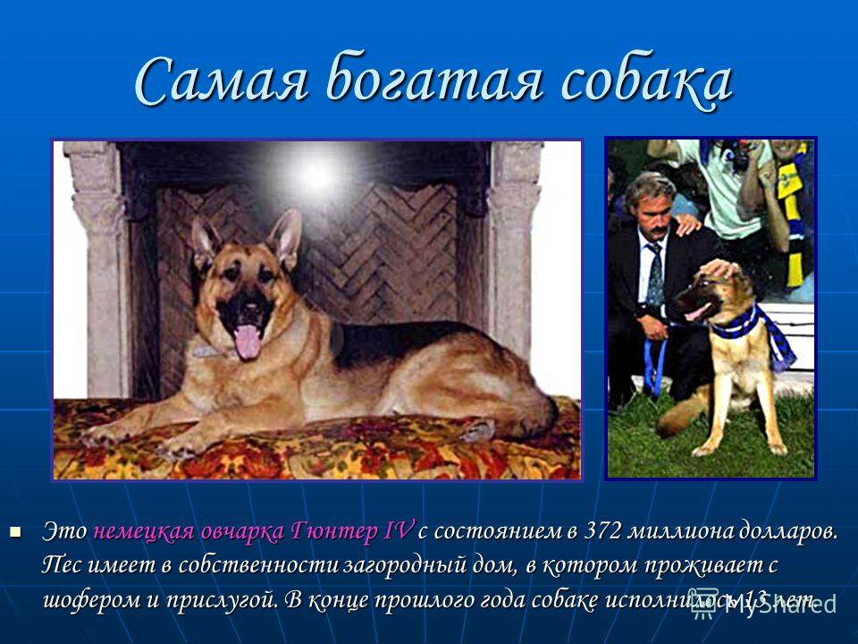 Самая Большая Немецкая Овчарка В Мире Фото Самая Большая Немецкая Овчарка В Мире Фото