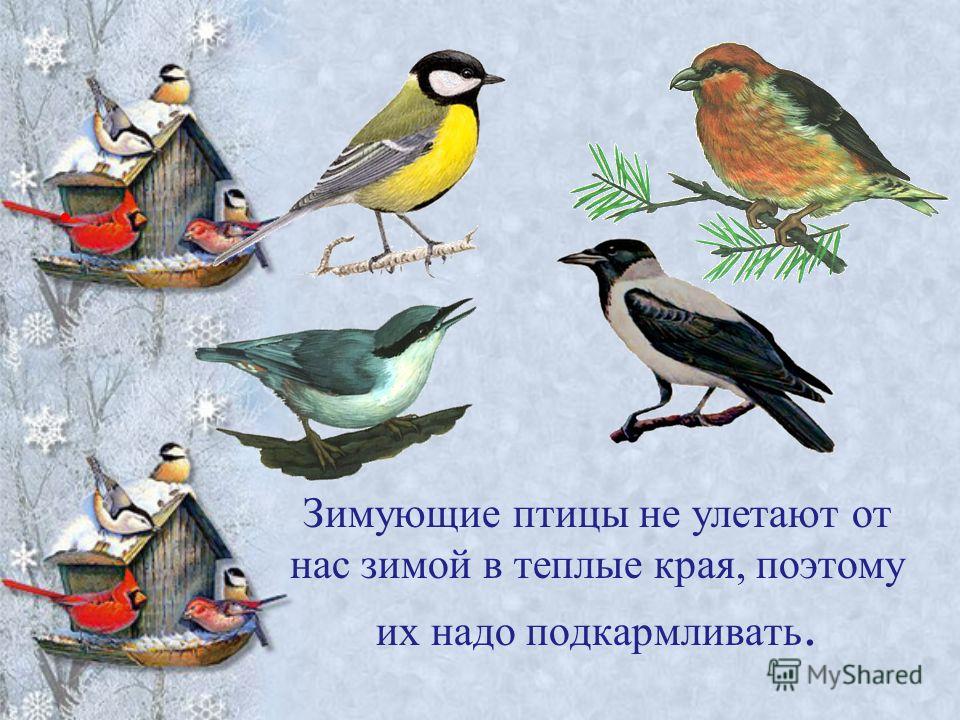 Розповідь як зимуют синички