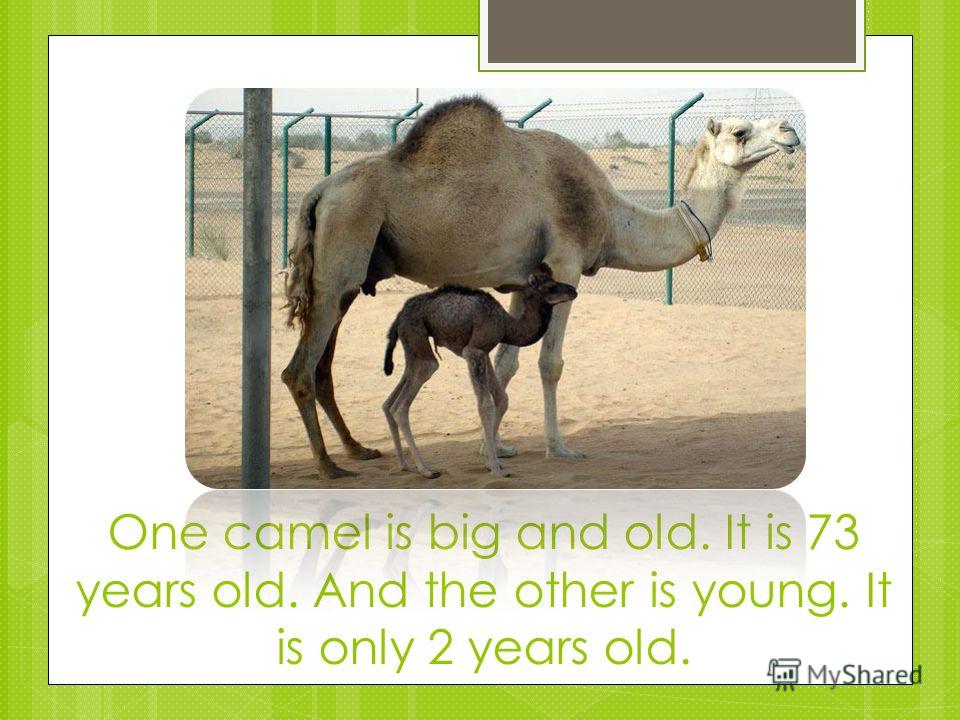 One camel is big and old. It is 73 years old. And the other is young. It is only 2 years old.
