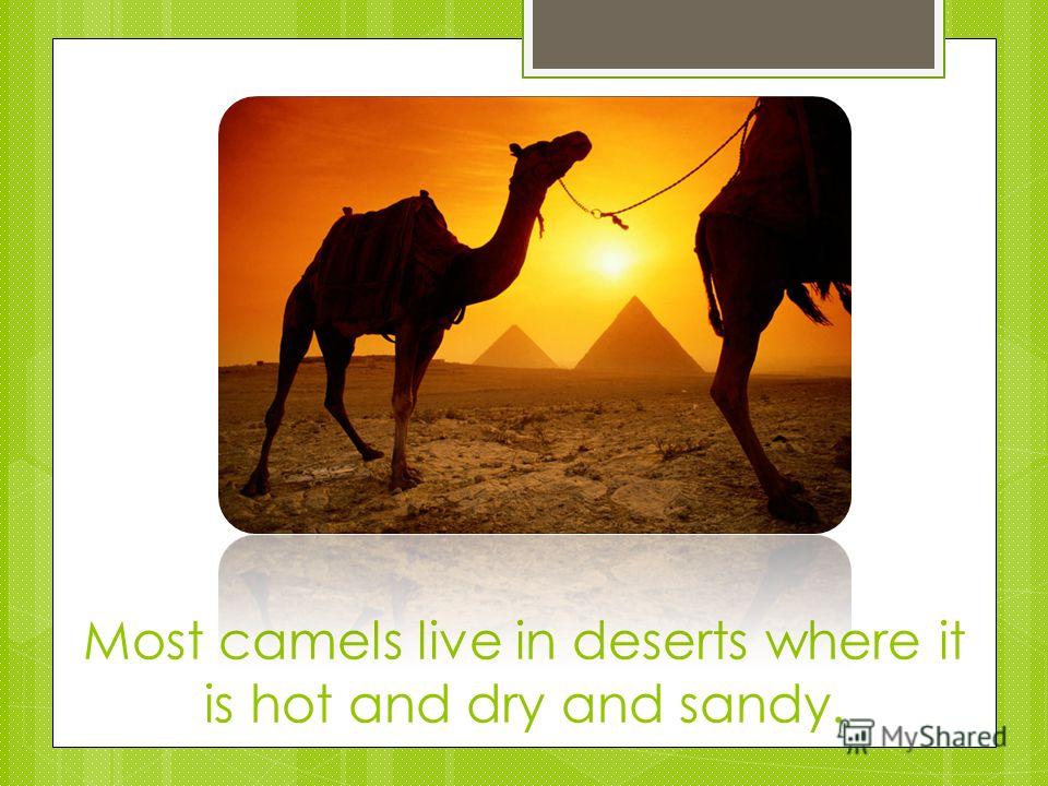Most camels live in deserts where it is hot and dry and sandy.