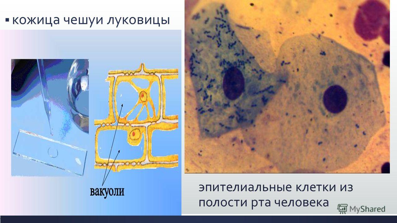 Обобщающий урок "Клетка" презентация, доклад
