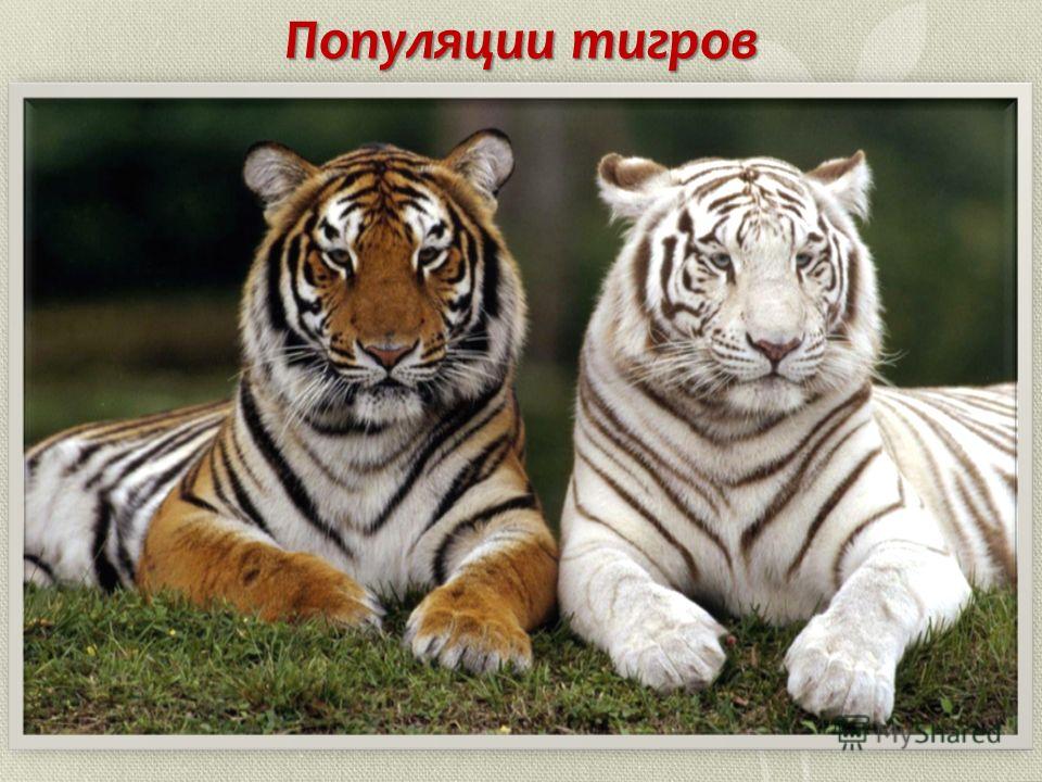 Популяции тигров