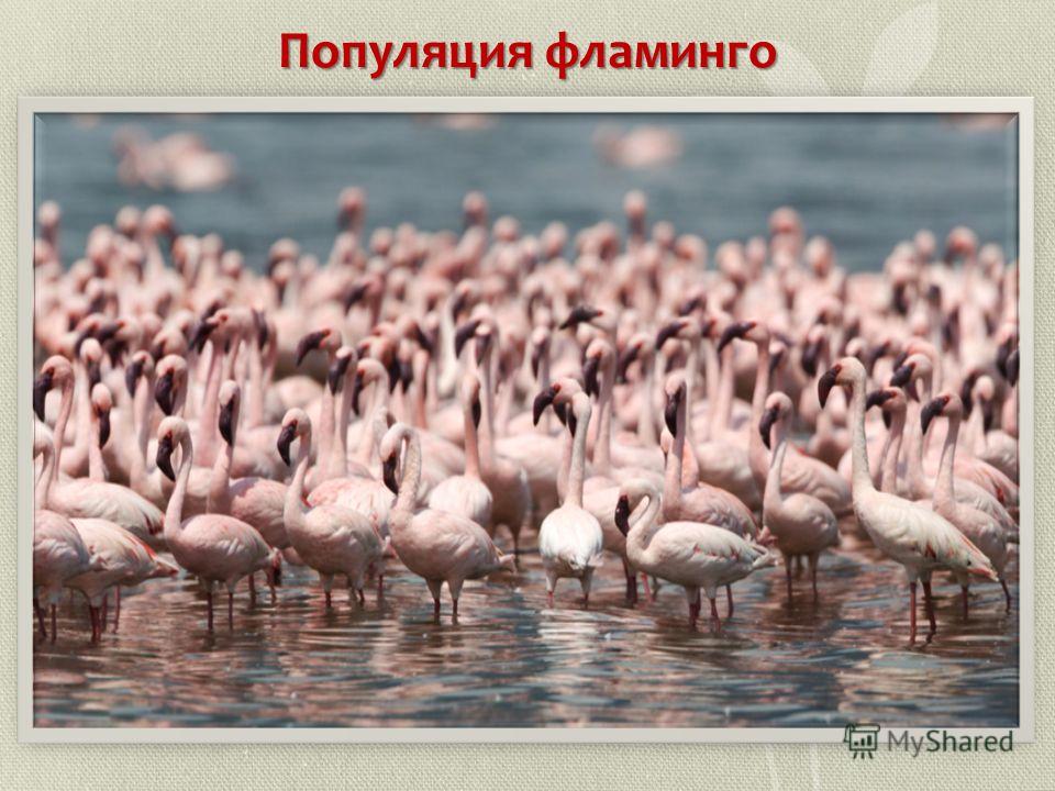 Популяция фламинго