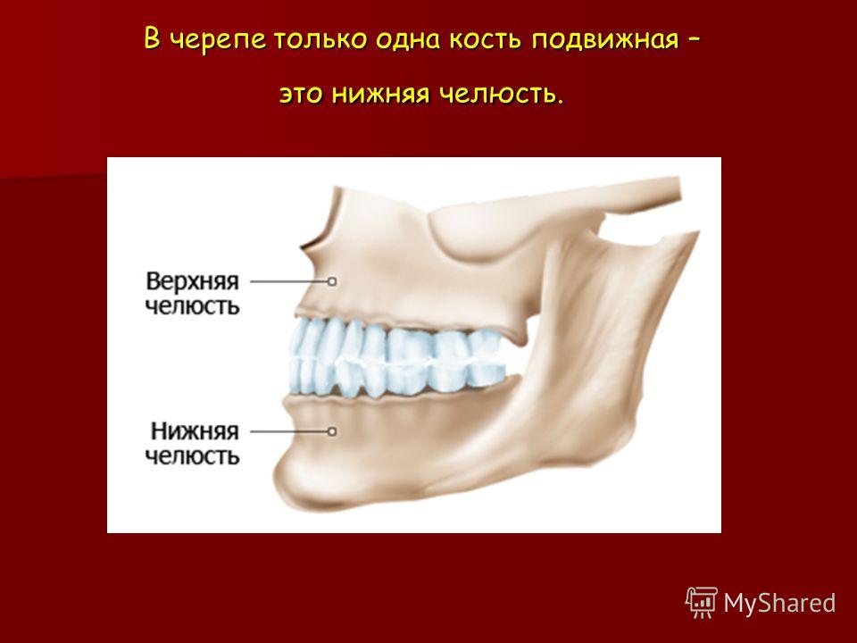 Подвижный сустав челюсти Подвижный сустав челюсти