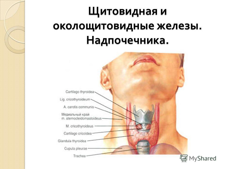 Щитовидная и околощитовидные железы. Надпочечника.