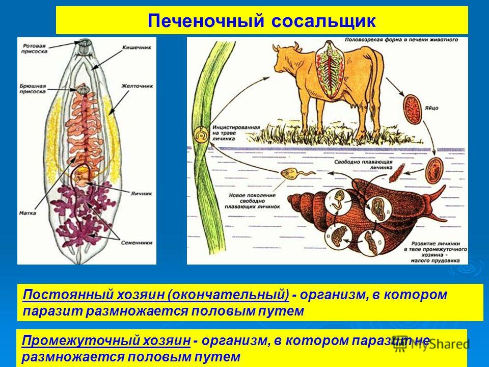 Какой цифрой обозначен на схеме промежуточный хозяин