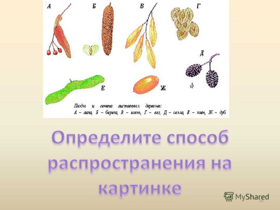 Как распространяются семена мака фото - Arhids.ru