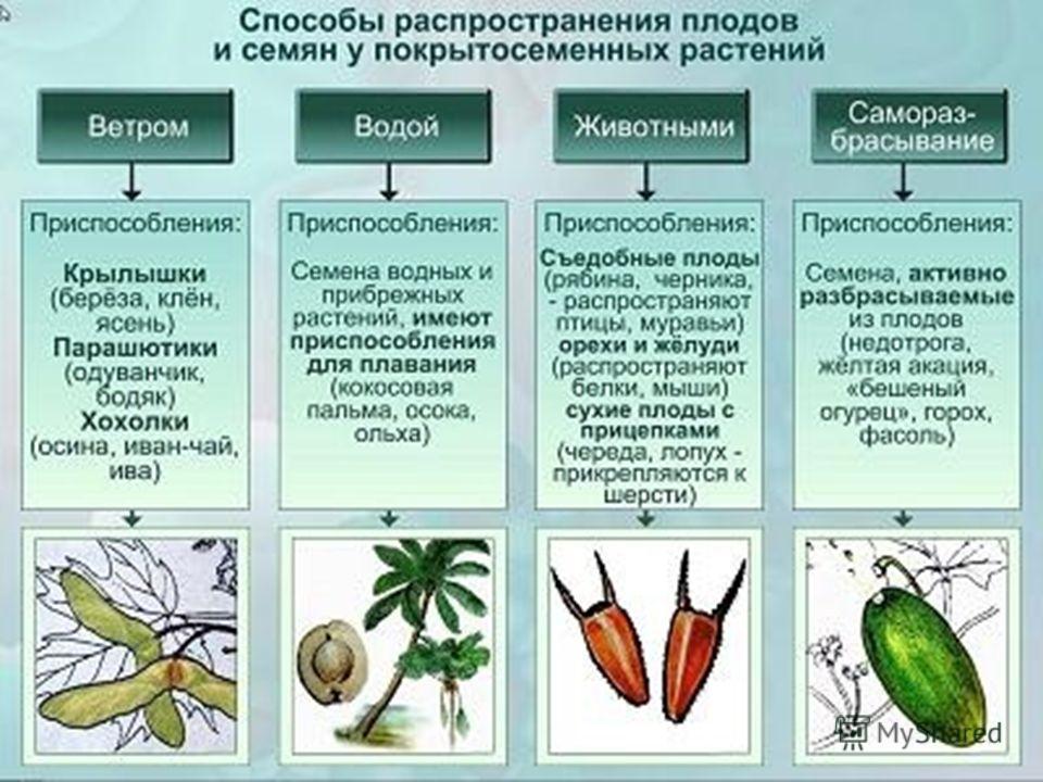 Самостоятельное распространение плодов и семян Самостоятельное распространение плодов и семян