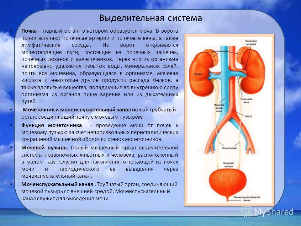Почки и с ними связанное Почки и с ними связанное