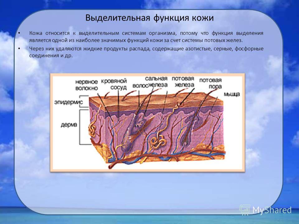 Что не относится к функциям кожи Что не относится к функциям кожи