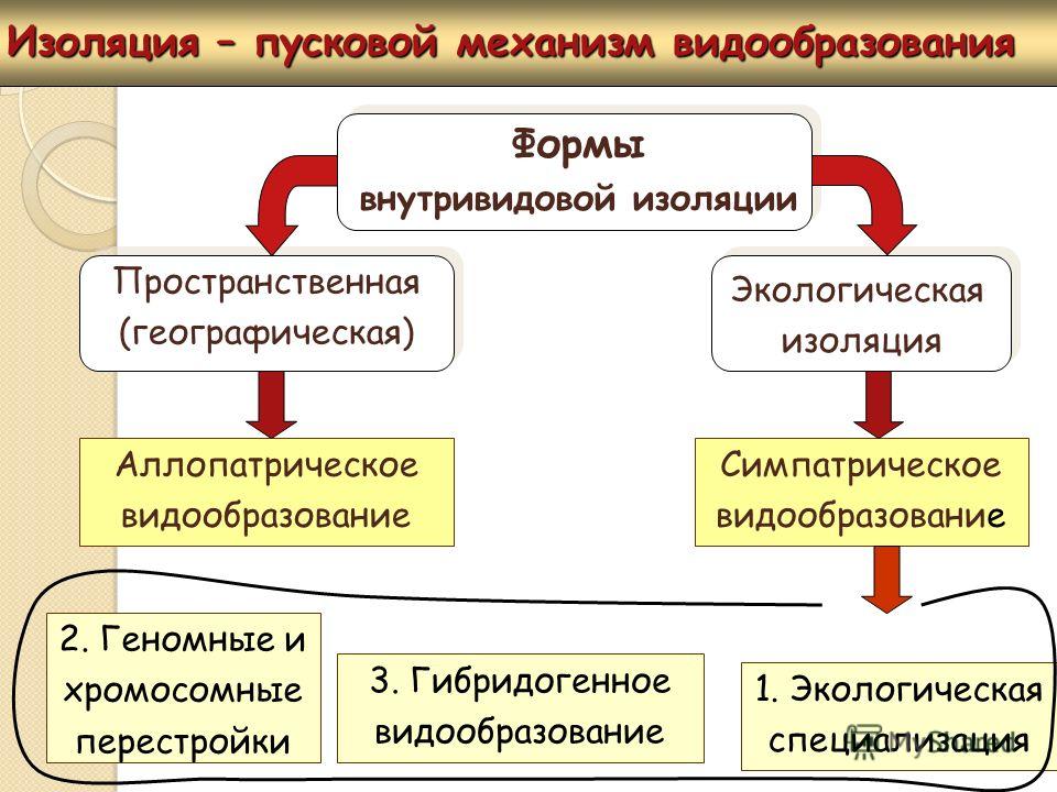 ИЗОЛИРУЮЩИЕ МЕХАНИЗМЫ ВИДООБРАЗОВАНИЕ ИЗОЛИРУЮЩИЕ МЕХАНИЗМЫ РЕПРОДУКТИВНОЙ ИЗОЛЯ
