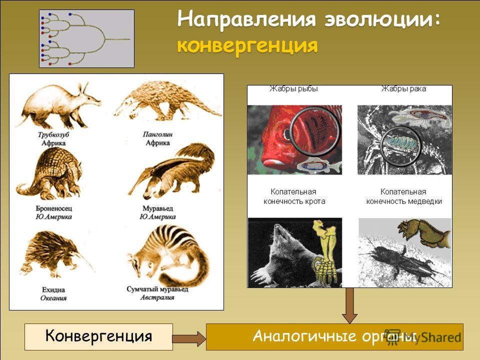 Конвергенция и дивергенция это: найдено 85 изображений