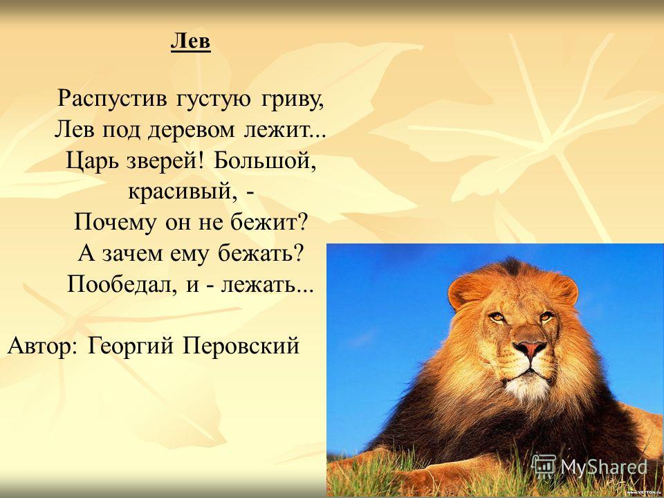 Мой любимый лев стих Мой любимый лев стих