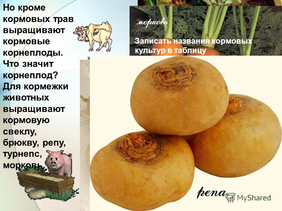 Как сделать бесконечный источник воды в террария