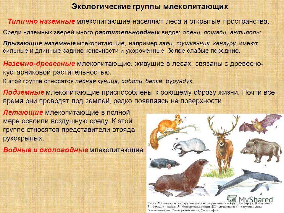 кто понимает основные экологические типы млекопитающих кредит день