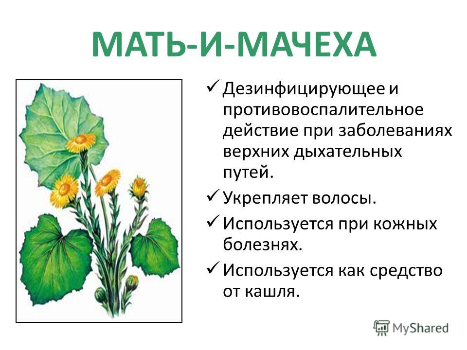 Мать и мачеха лечебные свойства в гинекологии