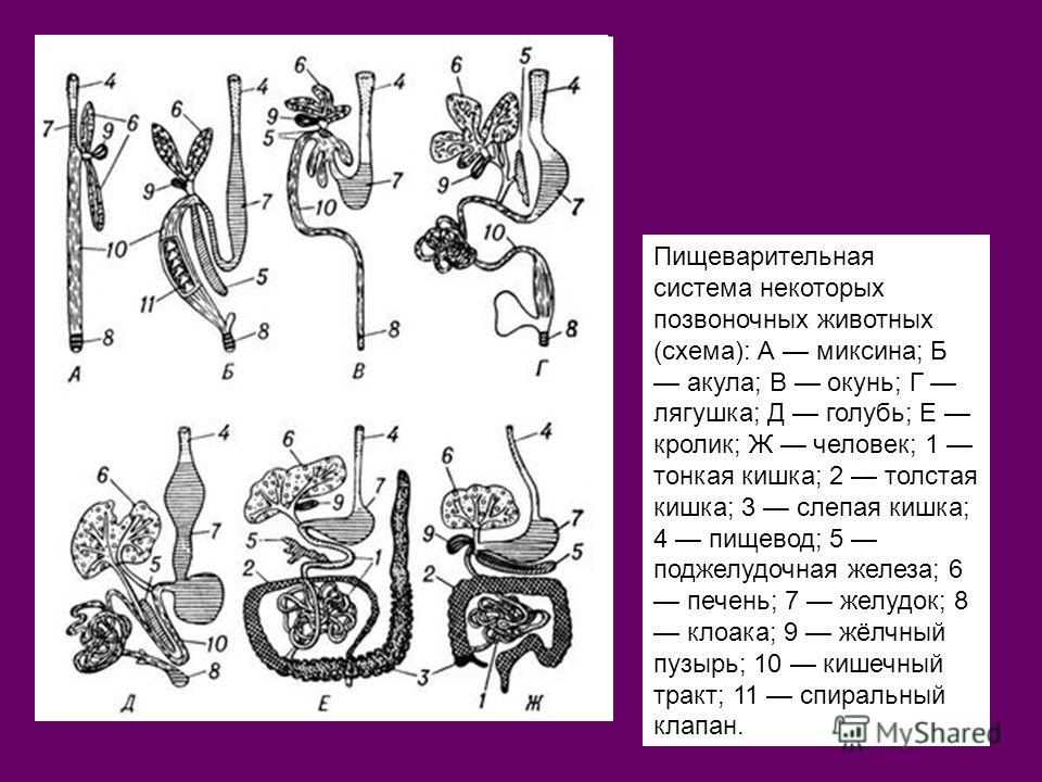 Схема ротовой полости человек