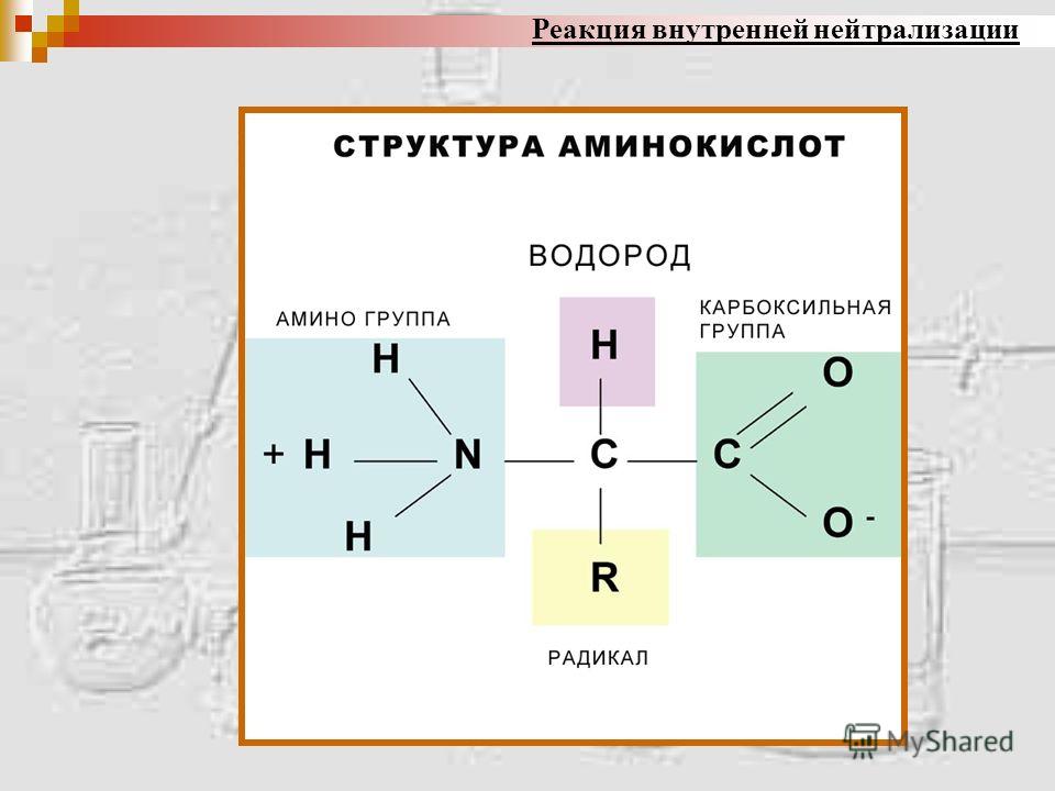 Рассмотрите предложенную схему реакции между аминокислотами