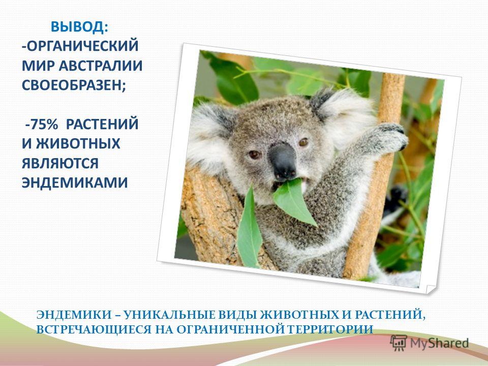 Эндемика какие животные