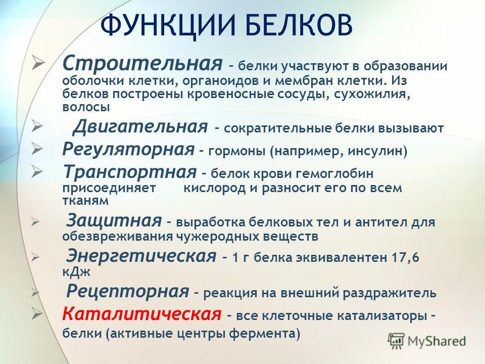 Реферат По Белкам Химия Реферат По Белкам Химия