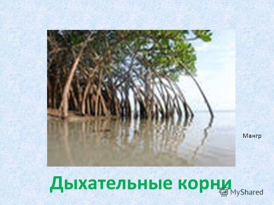 Дыхательные корни примеры растений названия