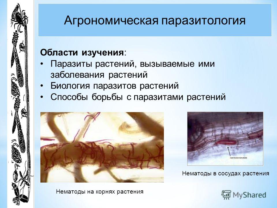 имбирь от паразитов рецепт отзывы имбирь от паразитов рецепт отзывы
