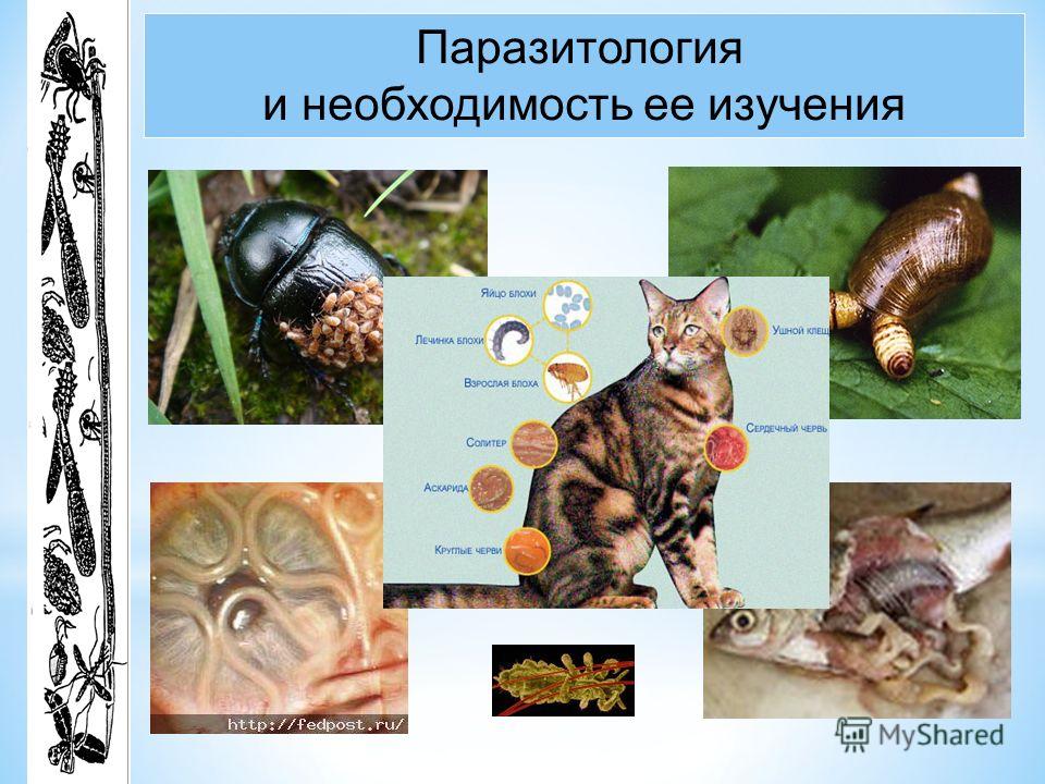 Введение В Паразитологию Реферат Введение В Паразитологию Реферат