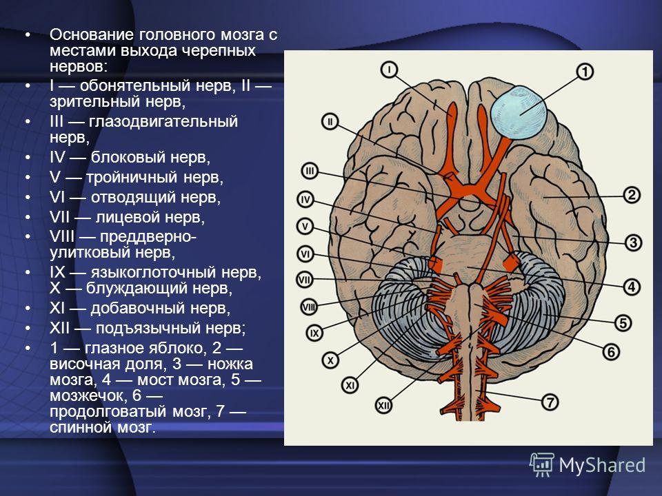 Контрольная работа по теме Развитие сердечно-сосудистой системы. III и IV и VI пары черепно-мозговых нервов.