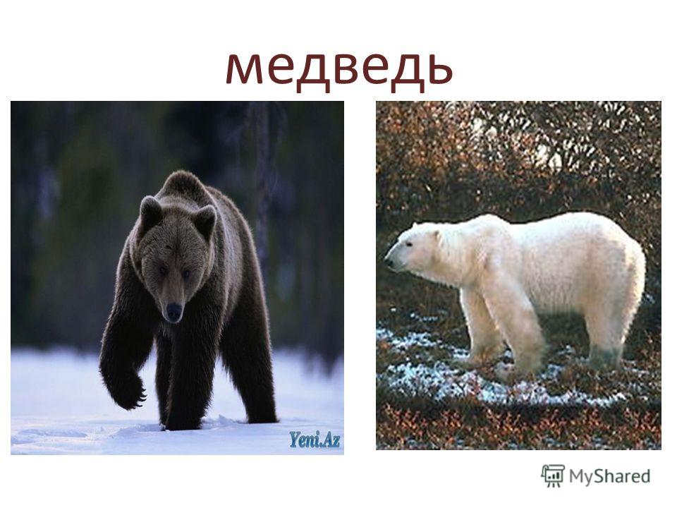 Урок развития речи по теме медведь в 3 коррекционном классе