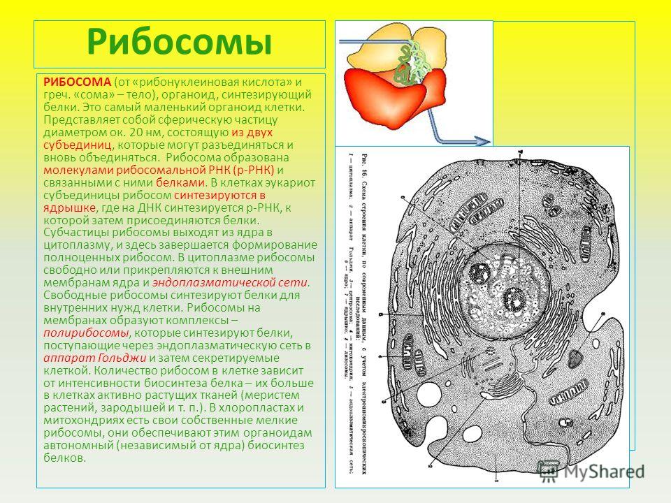 С биосинтезом белков связаны С биосинтезом белков связаны