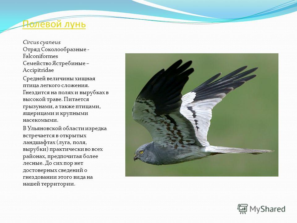 Хищные Птицы Татарстана Фото Хищные Птицы Татарстана Фото