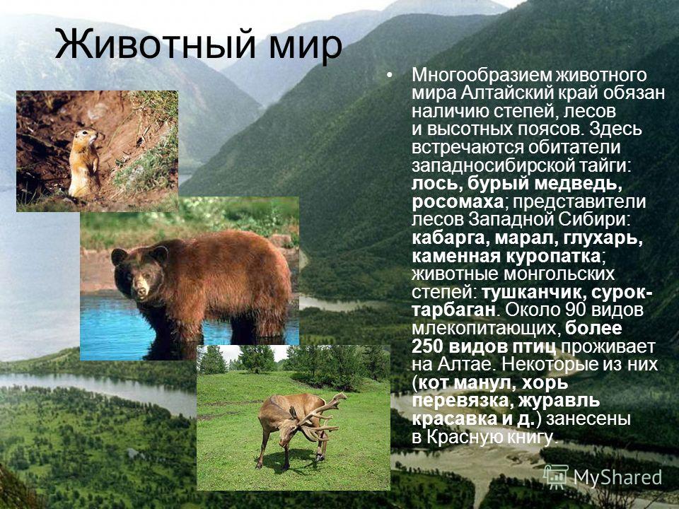 Реферат животный и растительный мир казахстана 6356