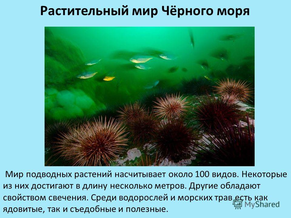 Подводный Мир Черного Моря Фото