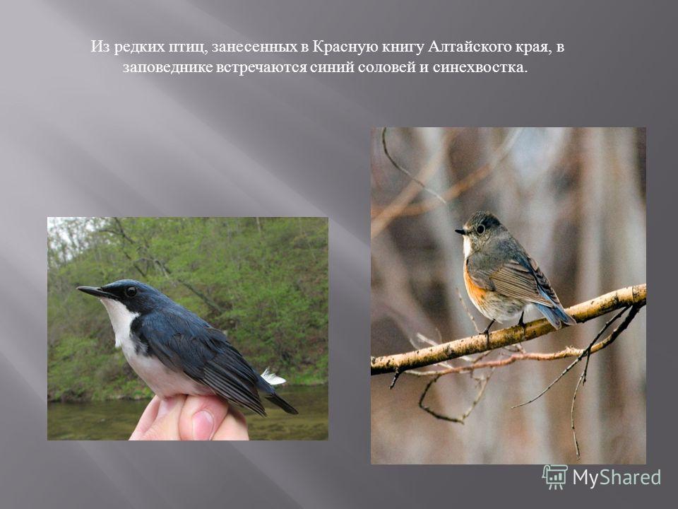 Из редких птиц, занесенных в Красную книгу Алтайского края, в заповеднике встречаются синий соловей и синехвостка.