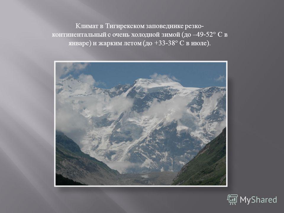Климат в Тигирекском заповеднике резко - континентальный с очень холодной зимой ( до –49-52° С в январе ) и жарким летом ( до +33-38° С в июле ).