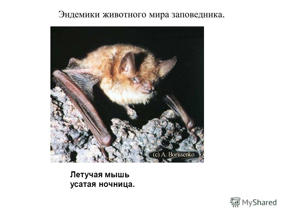 Эндемики животного мира заповедника. Летучая мышь усатая ночница.