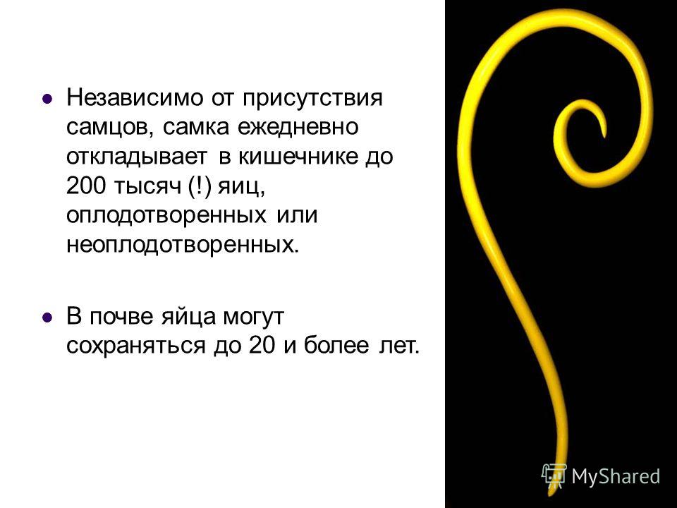 признаки присутствия глистов у человека признаки присутствия глистов у человека
