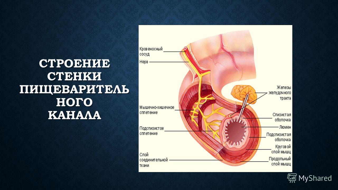 Схема строения полого органа на примере кишки