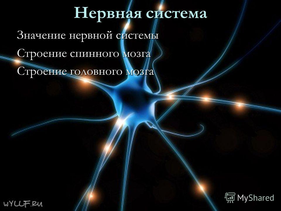 Нервная система Значение нервной системы Строение спинного мозга Строение головного мозга