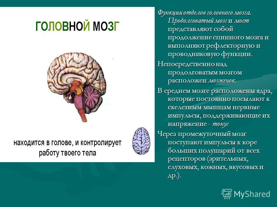 Тест по теме головной и спинной мозг биолгоия 8 класс