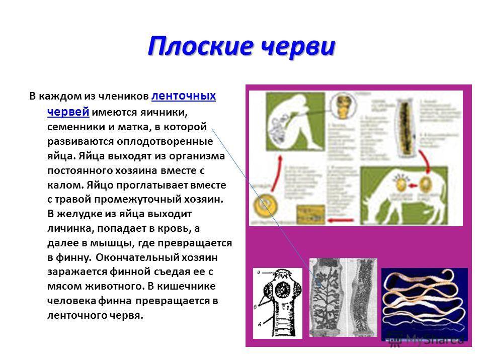 кольчатые черви паразиты человека кольчатые черви паразиты человека