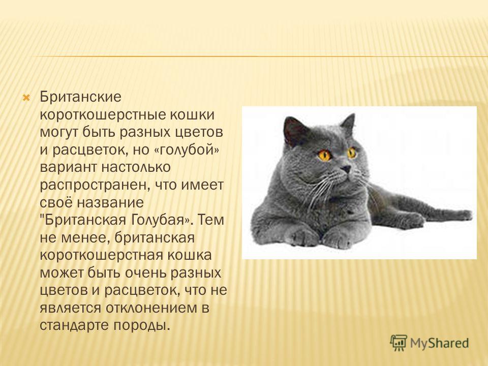 Стих о британских кошках Стих о британских кошках